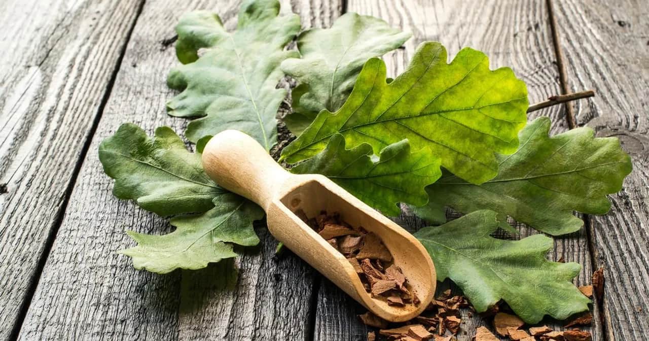 Jak zrobić napar z kory dębu na hemoroidy i złagodzić ból