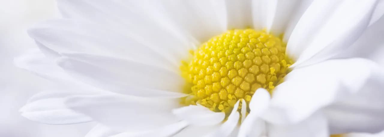 Napar z rumianku na co? Odkryj jego zaskakujące właściwości zdrowotne