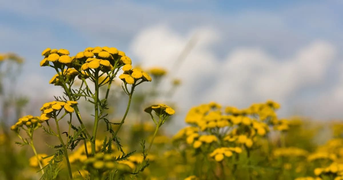 Jak zrobić napar z wrotyczu - prosta receptura i korzyści zdrowotne