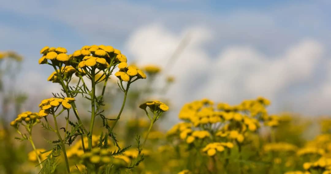 Jak zrobić napar z wrotycza, aby cieszyć się jego zdrowotnymi właściwościami