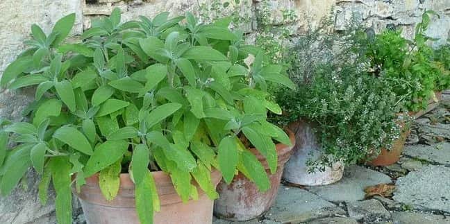 Roślina z której robimy lecznicze napary – poznaj ich moc i właściwości