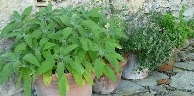 Roślina z której robimy lecznicze napary – poznaj ich moc i właściwości