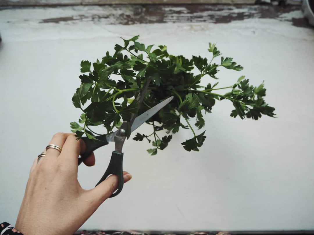 Jak zrobić napar z pietruszki i cieszyć się jego zdrowotnymi właściwościami