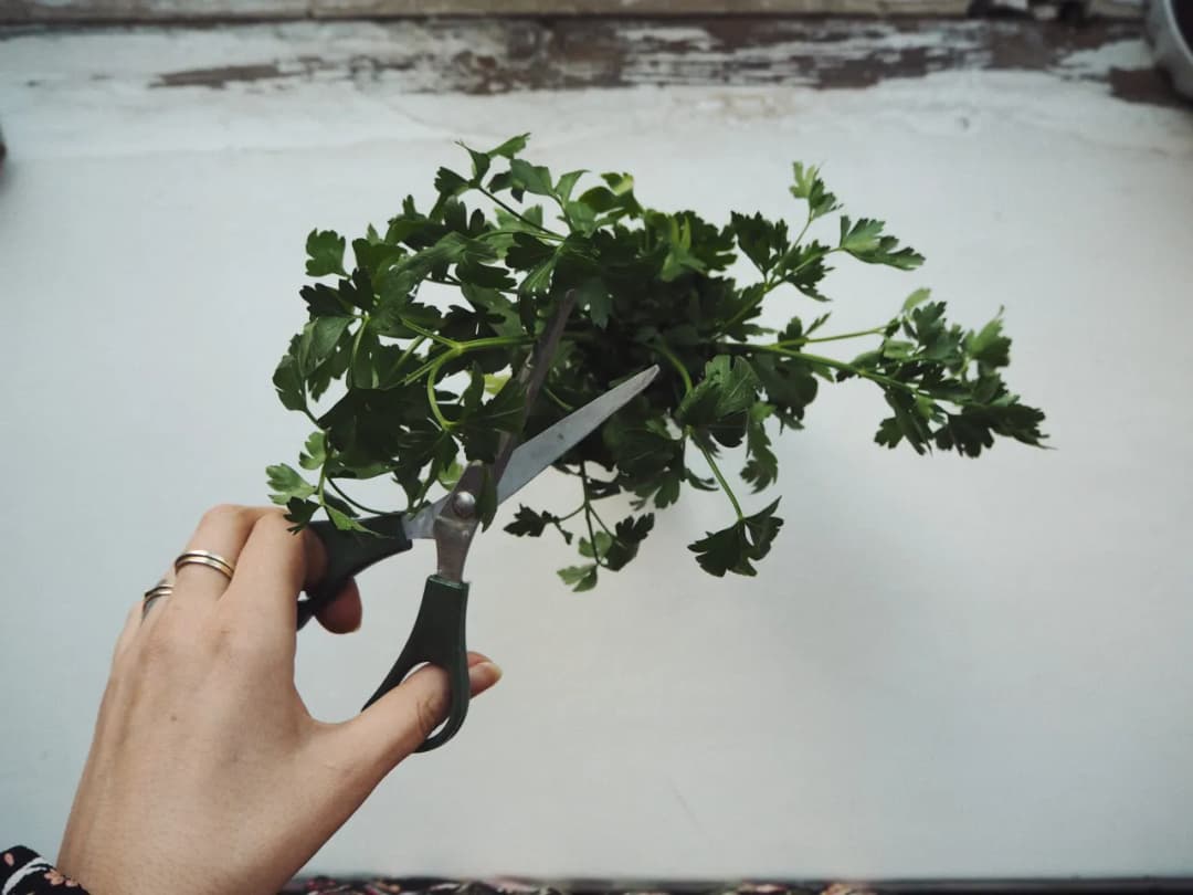 Jak zrobić napar z pietruszki i cieszyć się jego zdrowotnymi właściwościami