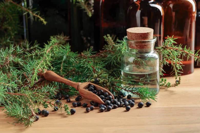 Jak zrobić napar z jałowca, aby wspierać zdrowie i samopoczucie