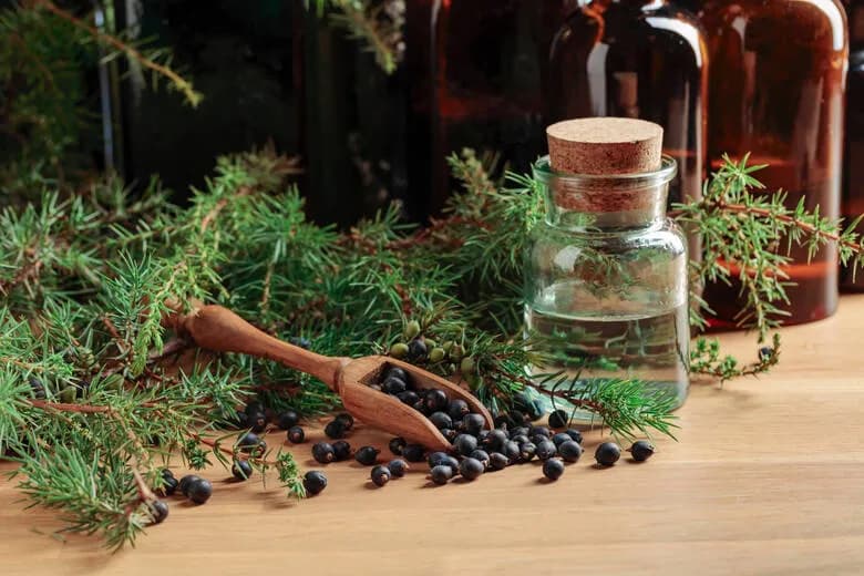 Jak zrobić napar z jałowca, aby wspierać zdrowie i samopoczucie