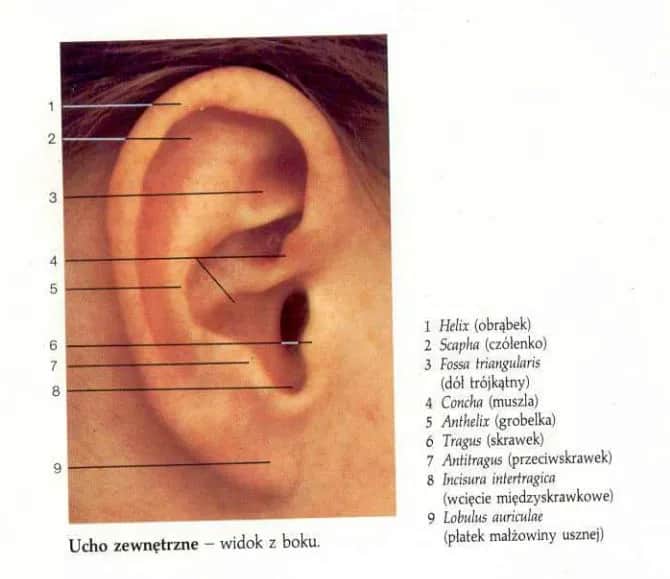Mapa akupunktury ucha: jak skutecznie leczyć i zrozumieć punkty