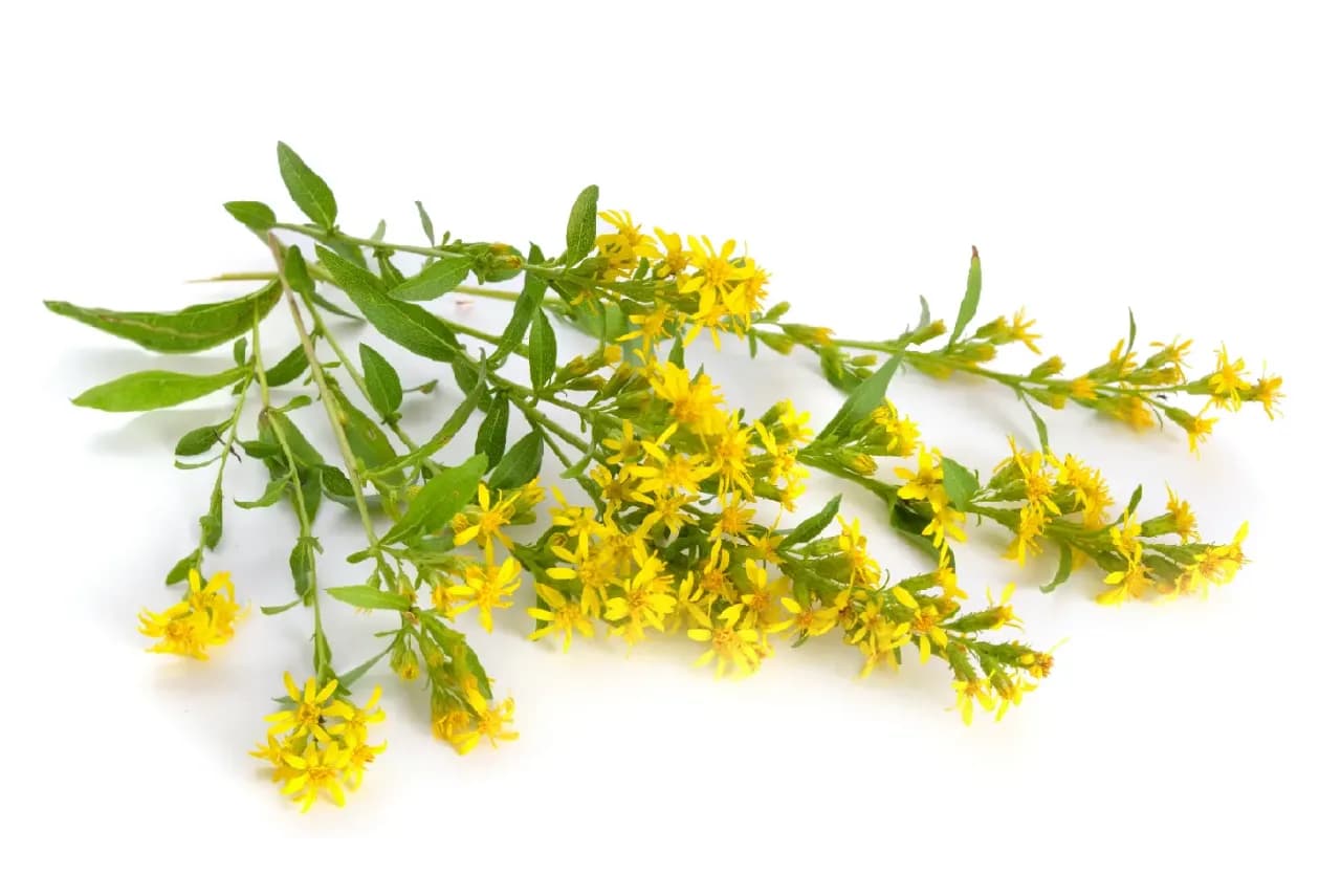 Napar z nawłoci na co pomaga? Odkryj jego niezwykłe właściwości zdrowotne