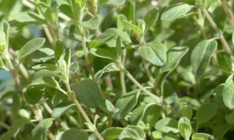 Czy napar z majeranku można pić na noc? Bezpieczne dawkowanie i skutki